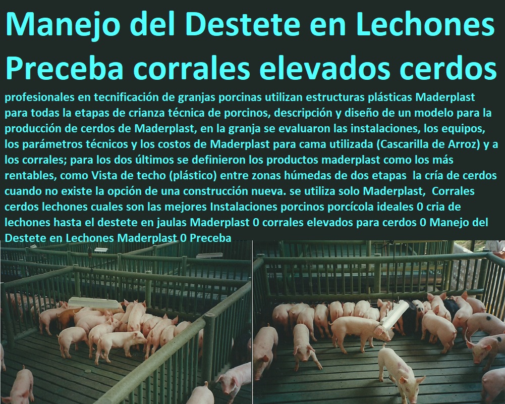 Corrales cerdos lechones cuales son las mejores Instalaciones porcinos porcícola ideales 0 cria de lechones hasta el destete en jaulas Maderplast 0 corrales elevados para cerdos 0 Manejo del Destete en Lechones Maderplast 0 Preceba Corrales cerdos lechones cuales son las mejores Instalaciones porcinos porcícola ideales 0 cria de lechones hasta el destete en jaulas Maderplast 0 corrales elevados para cerdos 0 Manejo del Destete en Lechones Maderplast 0 Preceba